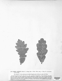 Cronartium quercuum image